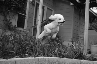 Illustration for article titled Shooting Challenge Pets Gallery 3